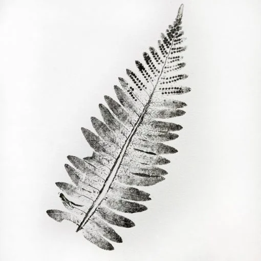 Hard Fern 1- A4 print