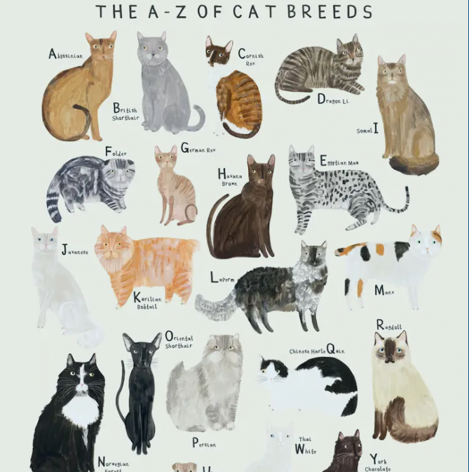 Cat Breeds Alphabet A3 print | The Red Door Gallery