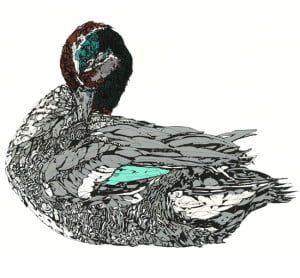 Duck, screen print, susie wright, limited edition