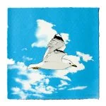Seagull in Flight by Fiona Hamilton