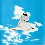 Seagull in Flight by Fiona Hamilton