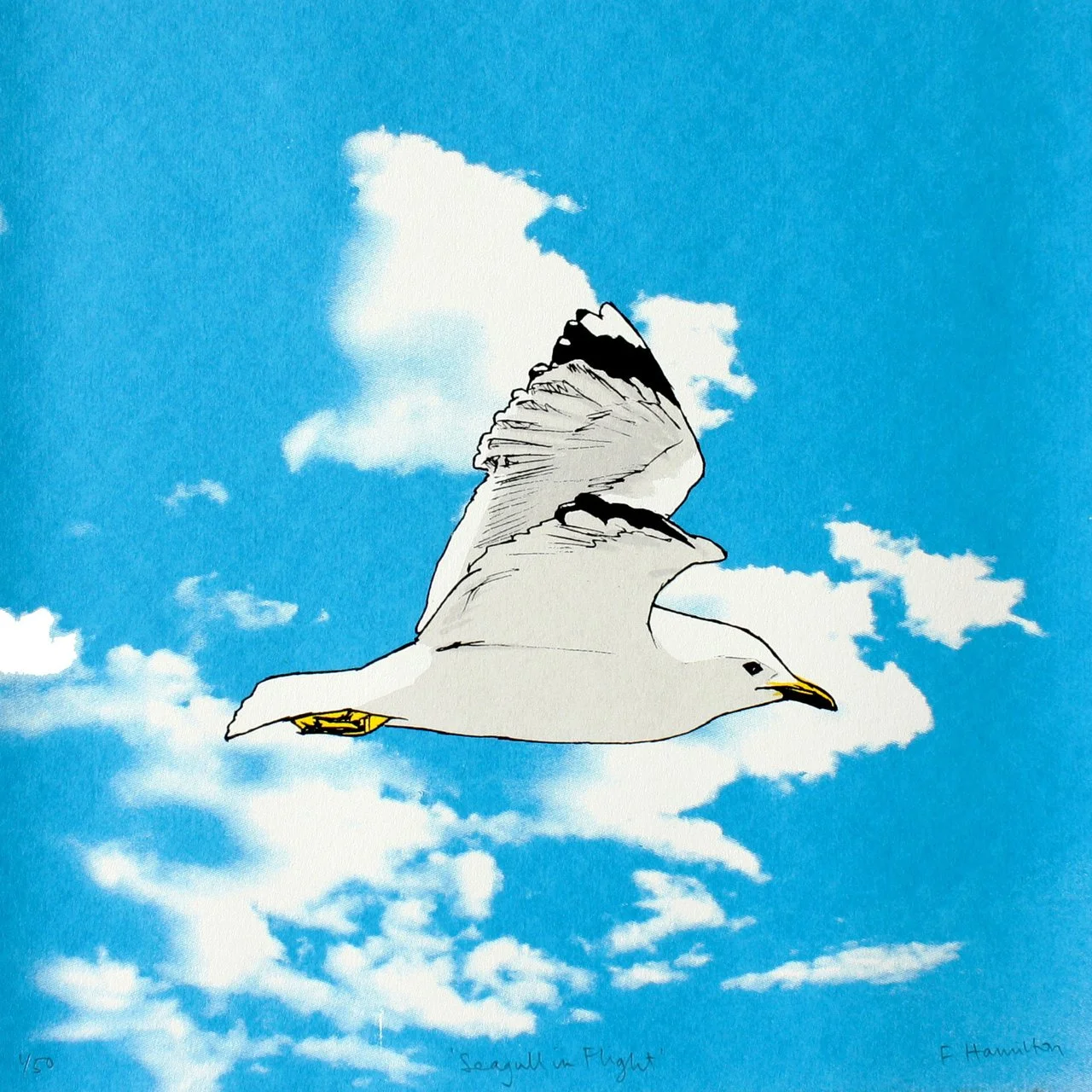 Seagull in Flight by Fiona Hamilton
