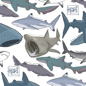 sharks, under the sea, great white, basking, hari draws, hari conner